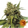 Utopia Haze - Barney's Farm